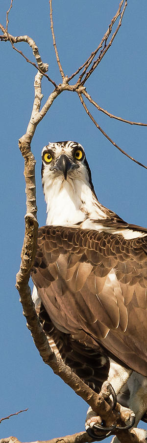 Sir Osprey Photograph by Mark Little