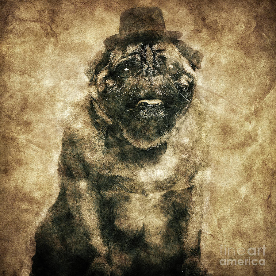 Sir pug dog in a cylinder and bowtie in a retro shot. Photograph by Michal Bednarek