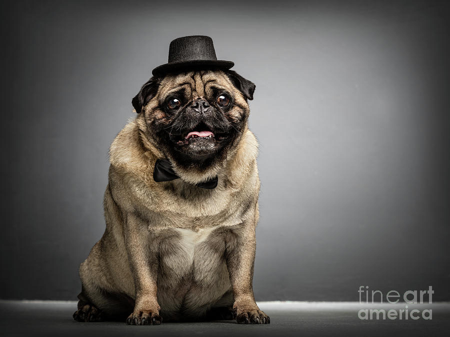 Sir pug dog in a cylinder and bowtie. Photograph by Michal Bednarek