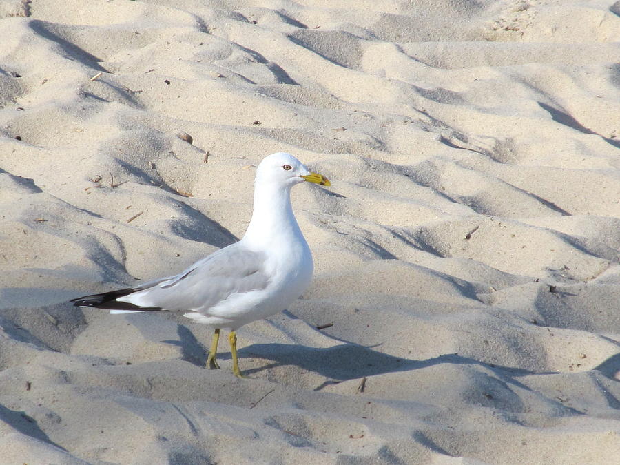 Sir Regal Seagull Photograph by Loretta Pokorny