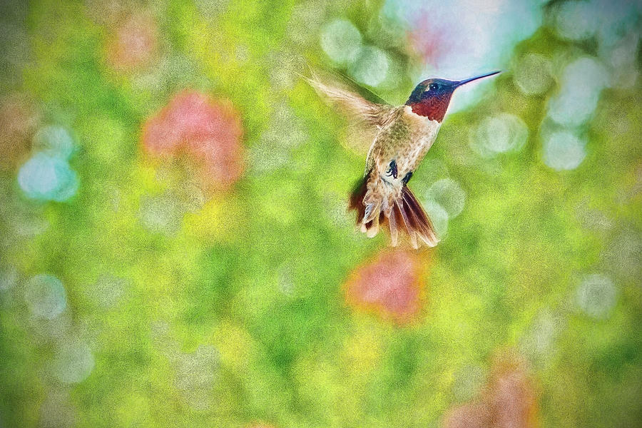 Sir Ruby Throat - Hummingbird Photograph by Barry Jones