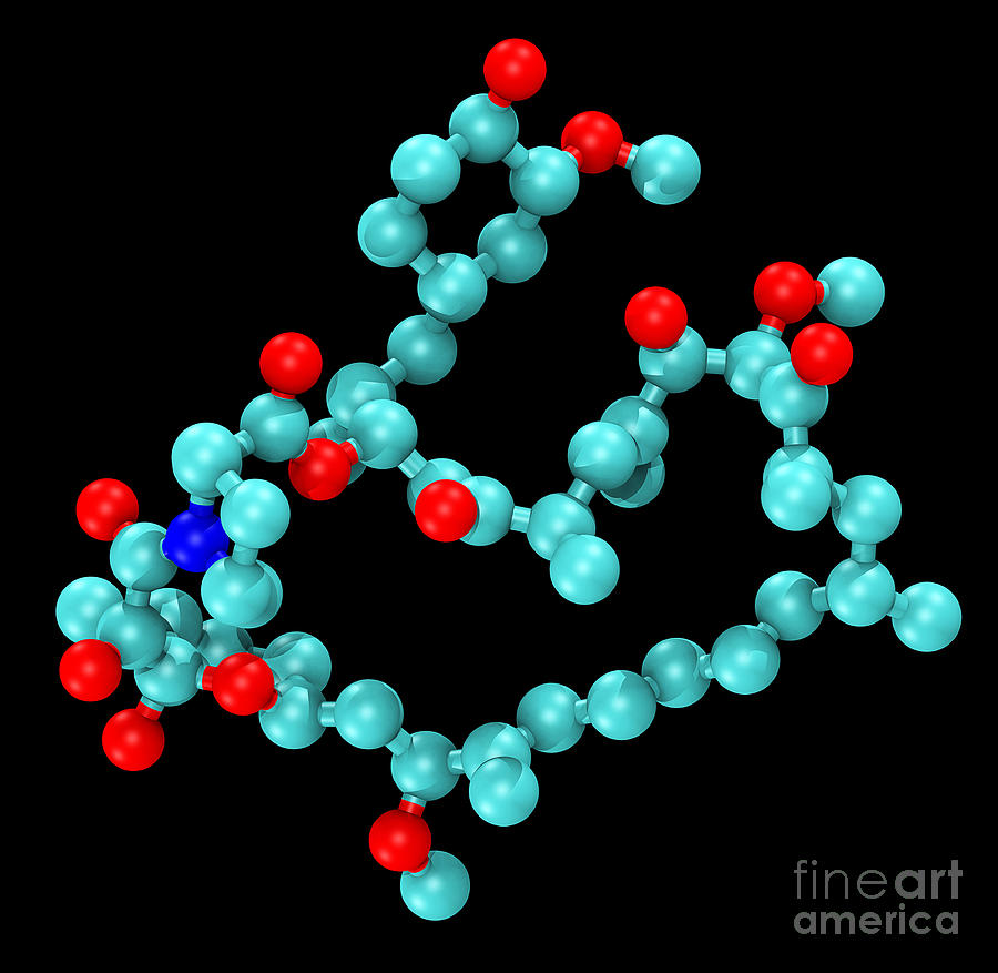 Sirolimus Rapamycin, Molecular Model Photograph by Scott Camazine