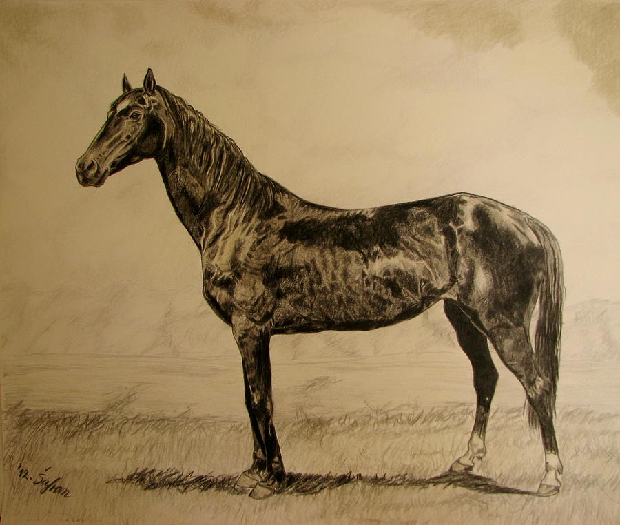 Horse Drawing - Sisi by Melita Safran