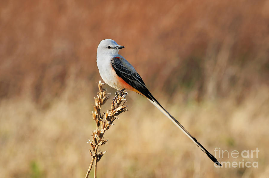 Sissor-tailed Flycatcher 2 Photograph