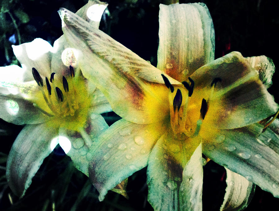 Sister Lilies Photograph by Marisela Mungia