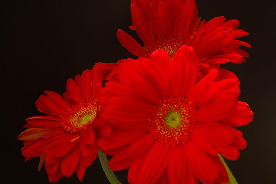 Sisters in Red Photograph by Marshall Barth - Fine Art America