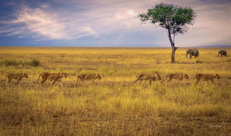 Wildlife Photograph - Sisters of the Serengeti by Tim Bryan