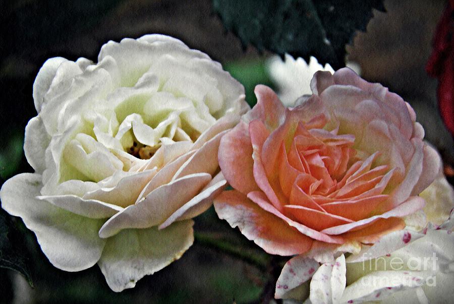 Rose Photograph - Sisters by Sarah Loft