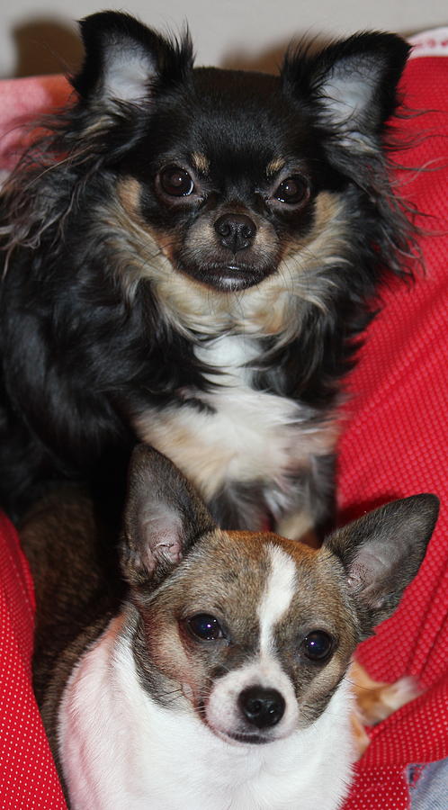 Chihuahua Photograph - Sisters by Sheri Simmons