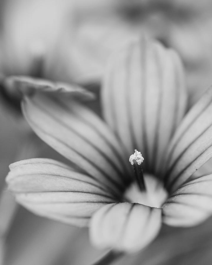 Black And White Photograph - Sisyrinchium 3 by Mo Barton