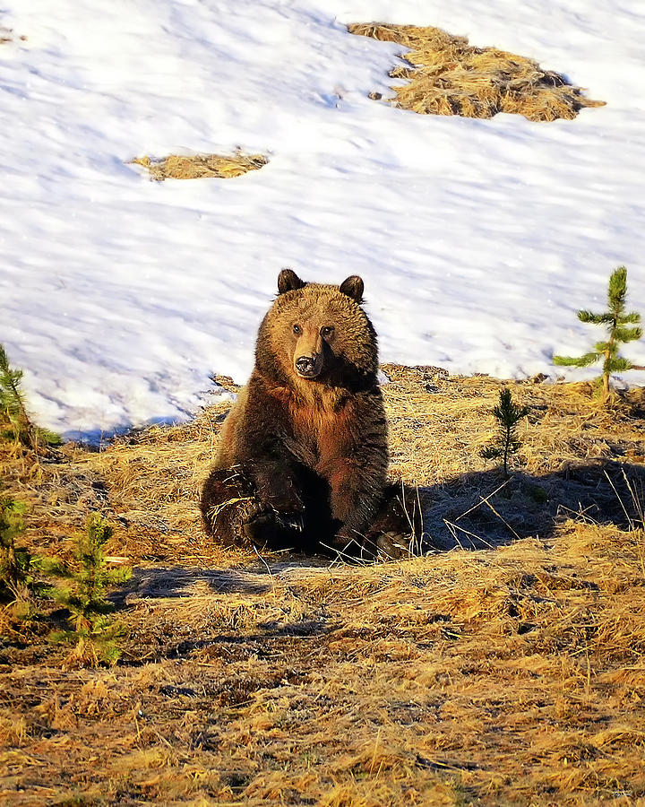 Sit Up And Take Notice Photograph by Greg Norrell