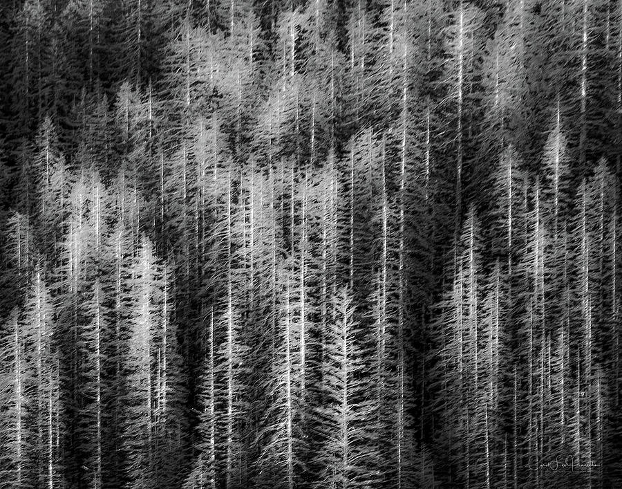 Trees Photograph - Sitka Abstraction by Carol Fox Henrichs Trees Photograph - Sitka Abstraction by Carol Fox Henrichs