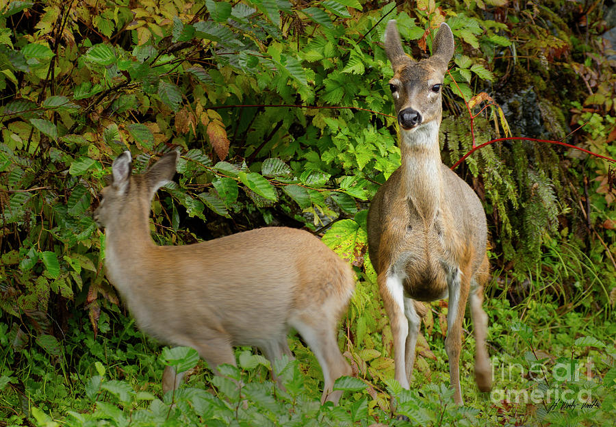 Sitka Black-tailed Deer-Signed-#0406 Photograph by J L Woody Wooden