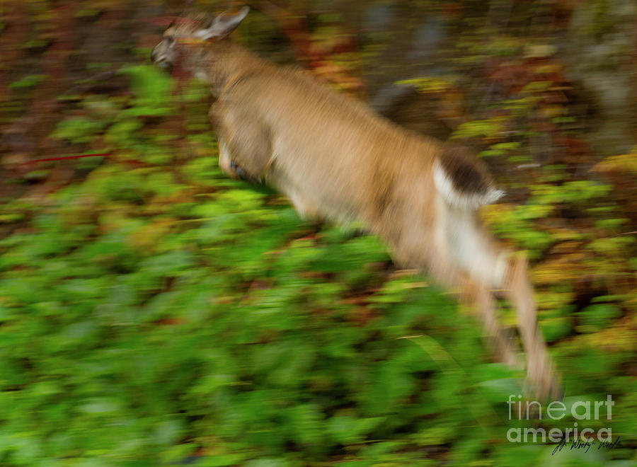 Sitka Black-tailed Deer-Signed-#0425 Photograph by J L Woody Wooden