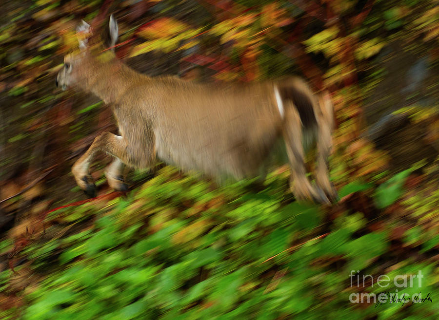 Sitka Black-tailed Deer-Signed-#0426 Photograph by J L Woody Wooden