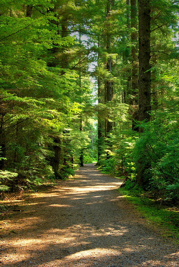 Sitka Forest Path Photograph by David Andersen