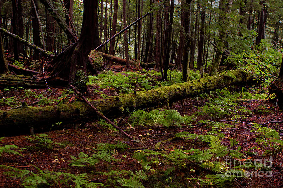 Sitka Rain Forest-Signed-#5532 Photograph by J L Woody Wooden