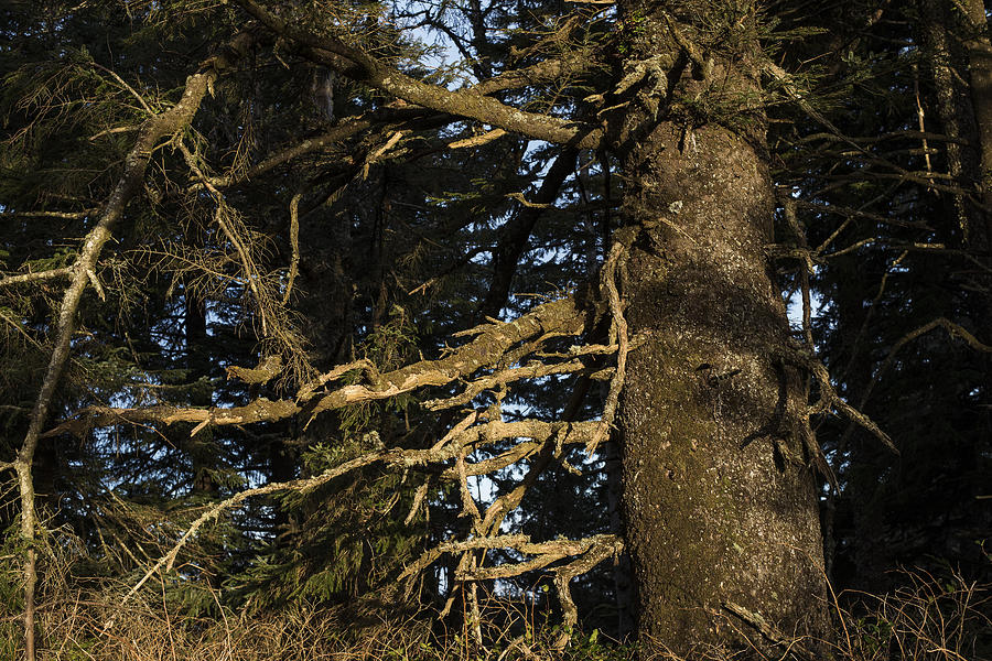 Sitka Spruce Forest Photograph by Robert Potts