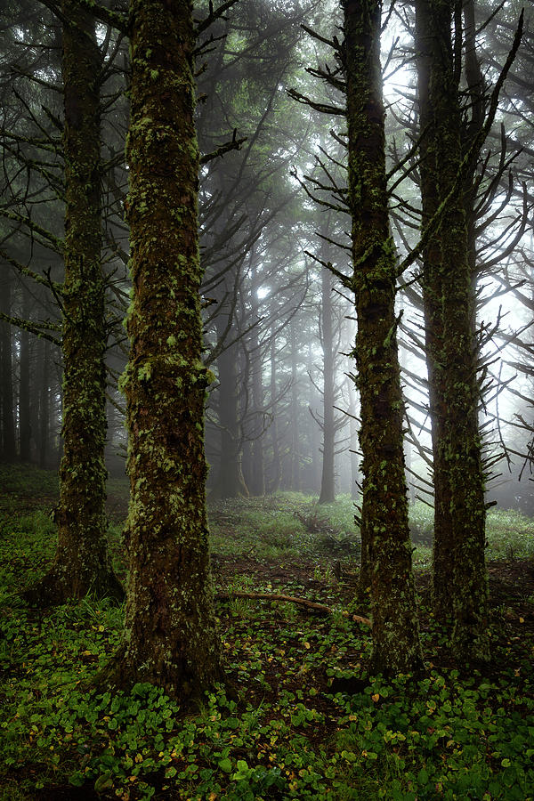 Sitka Spruce in Fog Photograph by Rick Pisio