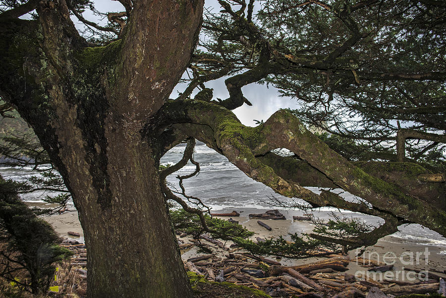 Sitka Spruce Photograph by Robert Potts