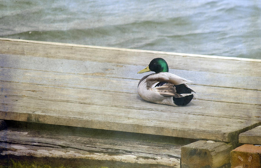 Duck Photograph - Sittin On the Dock by Rebecca Cozart