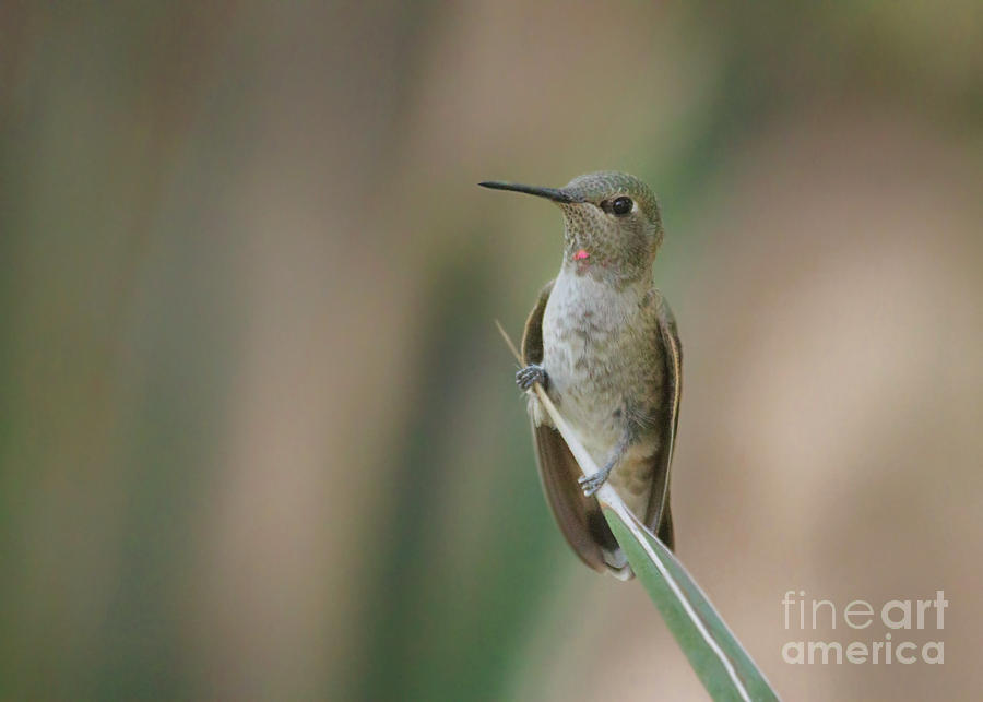 Sittin pretty hummingbird Photograph by Ruth Jolly
