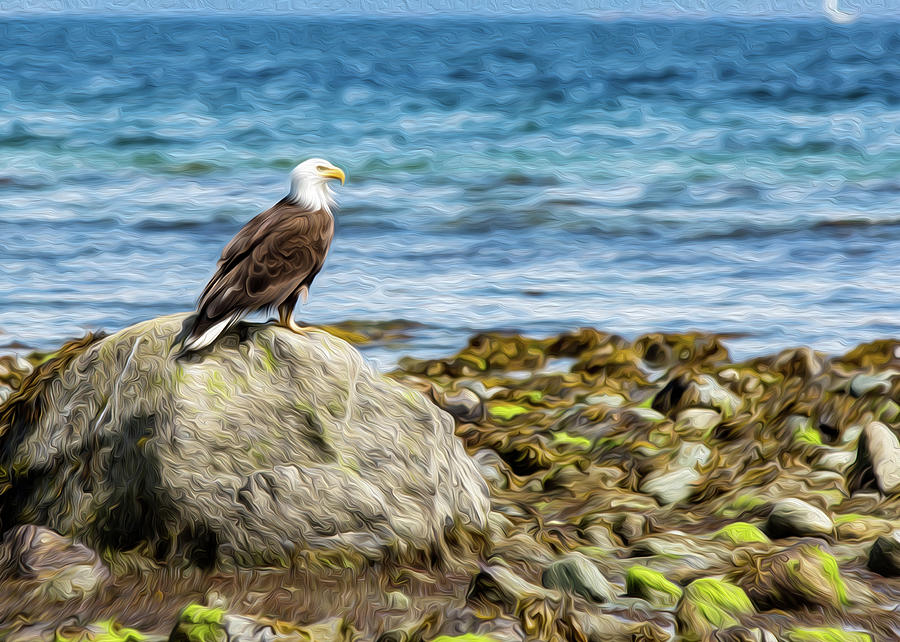 Sitting Bald Eagle Digital Oil Digital Art by Birdly Canada