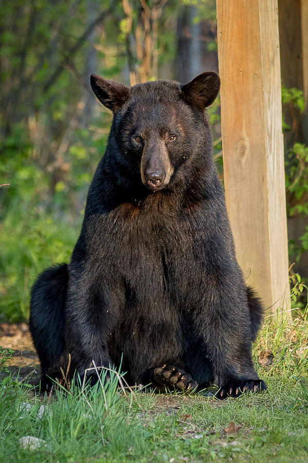 Sitting Bear Photograph by Mary Jo Cox