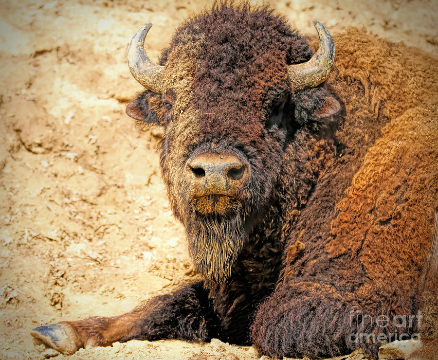Portrait of a Bull Photograph by Elizabeth Winter