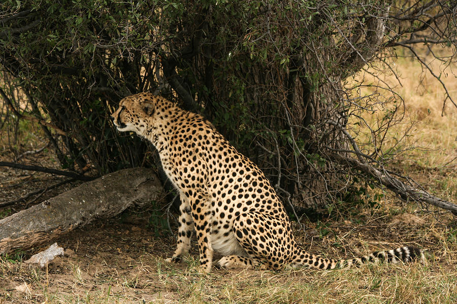 Sitting Cheetah Profile Photograph by Karen Zuk Rosenblatt