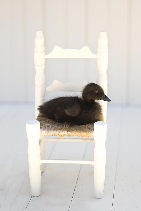 Duck Photograph - Sitting Duck by Amy Tyler