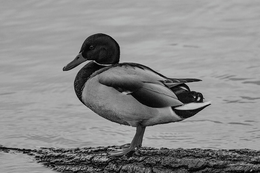 Sitting duck Photograph by Ed James