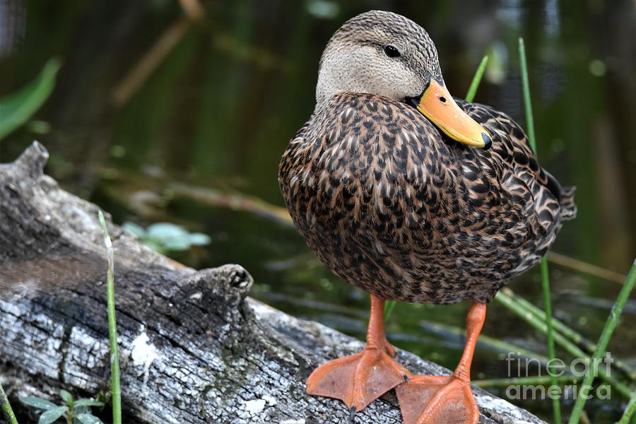 Sitting Duck Photograph by Julie Adair