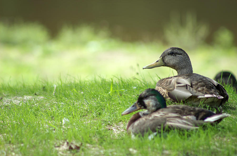 Sitting Ducks Photograph by Tammy Chesney
