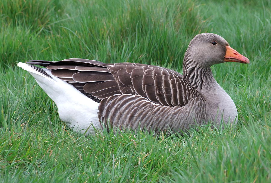 Sitting Goose Photograph By Andrew Ford - Fine Art America