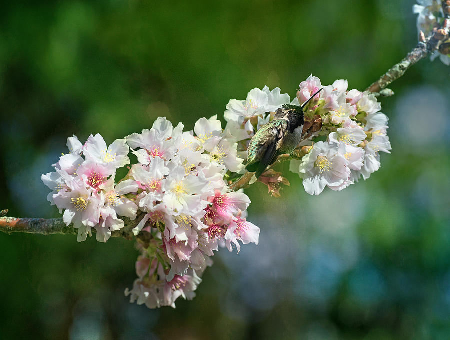 Hummingbird Photograph - Sitting Guard in the Cherry Blossoms by Lynn Bauer