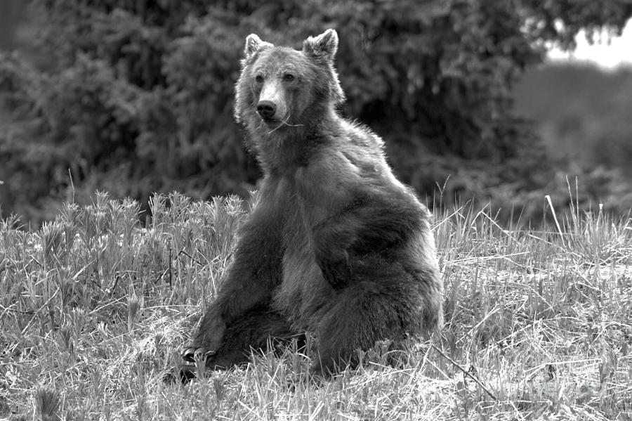 Sitting In The Grass Black And White Photograph by Adam Jewell