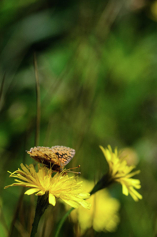 Flower Photograph - Sitting on a flower by Kolbein Svensson Flower Photograph - Sitting on a flower by Kolbein Svensson