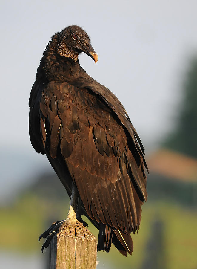 Vulture Photograph - Sitting on a Post by Cory Bucher