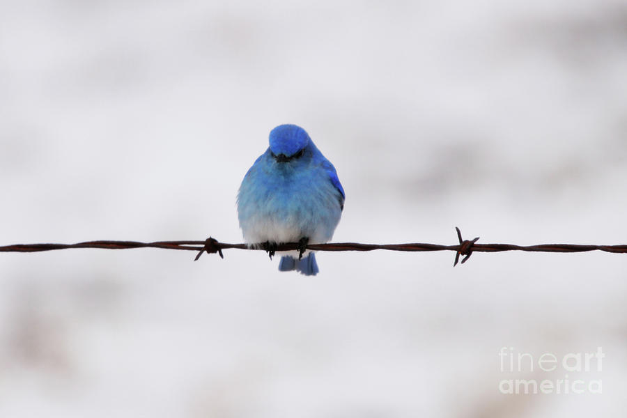 Sitting on Barbed Wire Photograph by Alyce Taylor