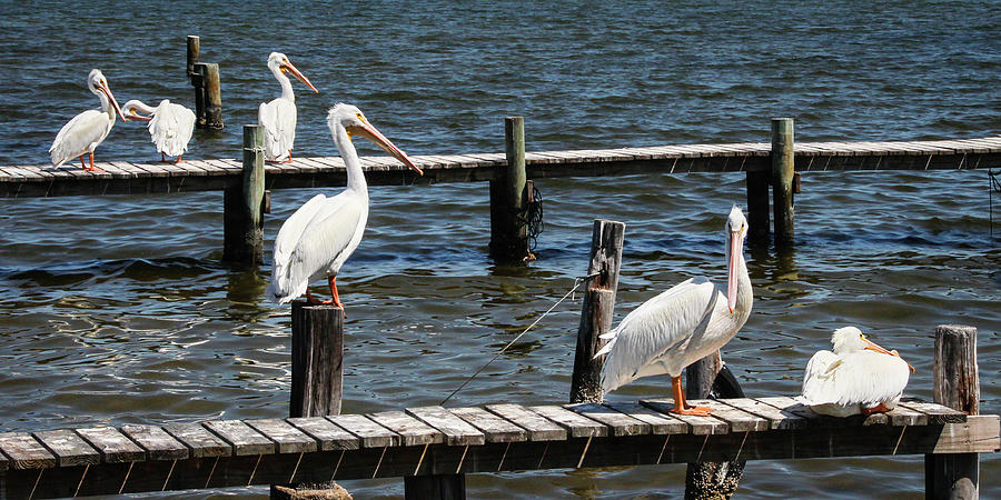 Sitting on the Dock of the Bay Photograph by Dawn Currie