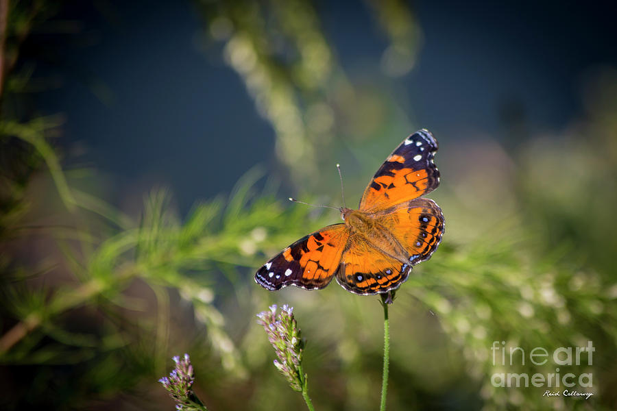 Sitting Pretty 2 Painted Lady Butterfly Art Photograph by Reid Callaway