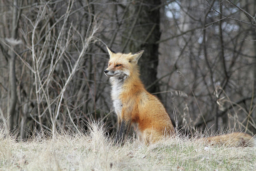 Fox Photograph - Sitting pretty by David Barker