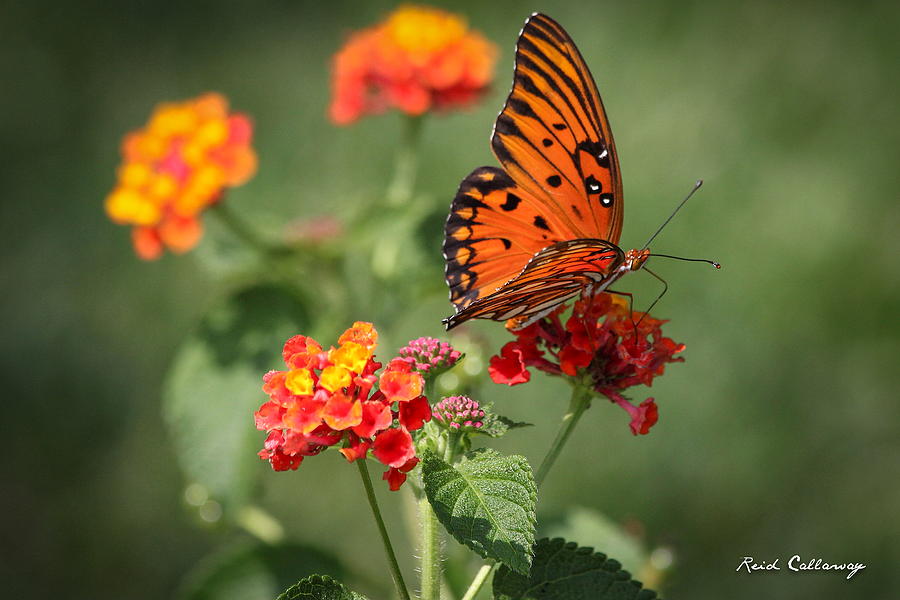 Sitting Pretty Gulf Fritillary Butterfly Photograph by Reid Callaway