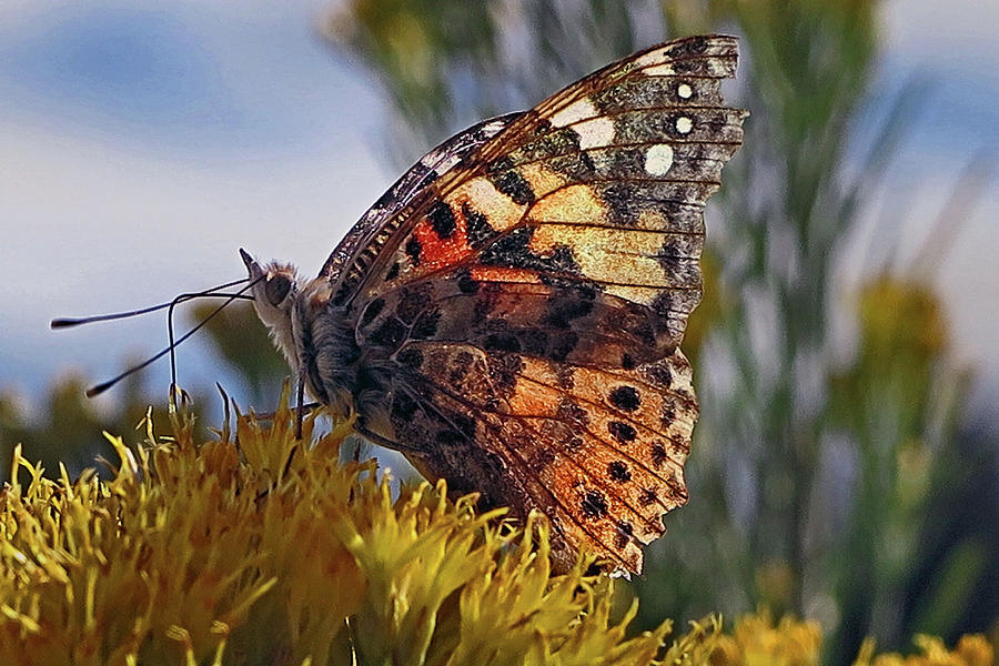 Butterfly Photograph - Sitting Pretty by Hazel Vaughn
