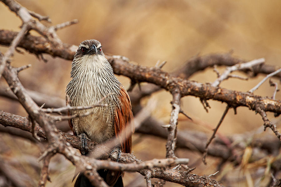 Sitting Pretty II by John Nickerson Sitting Pretty II by John Nickerson