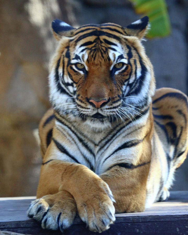 Sitting Pretty Photograph by Lee Hart - Fine Art America