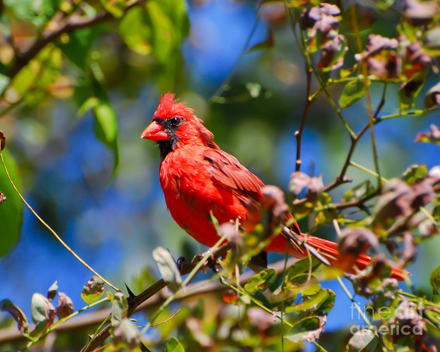 Cardinal Photograph - Sitting Pretty - Male Cardinal by Kerri Farley
