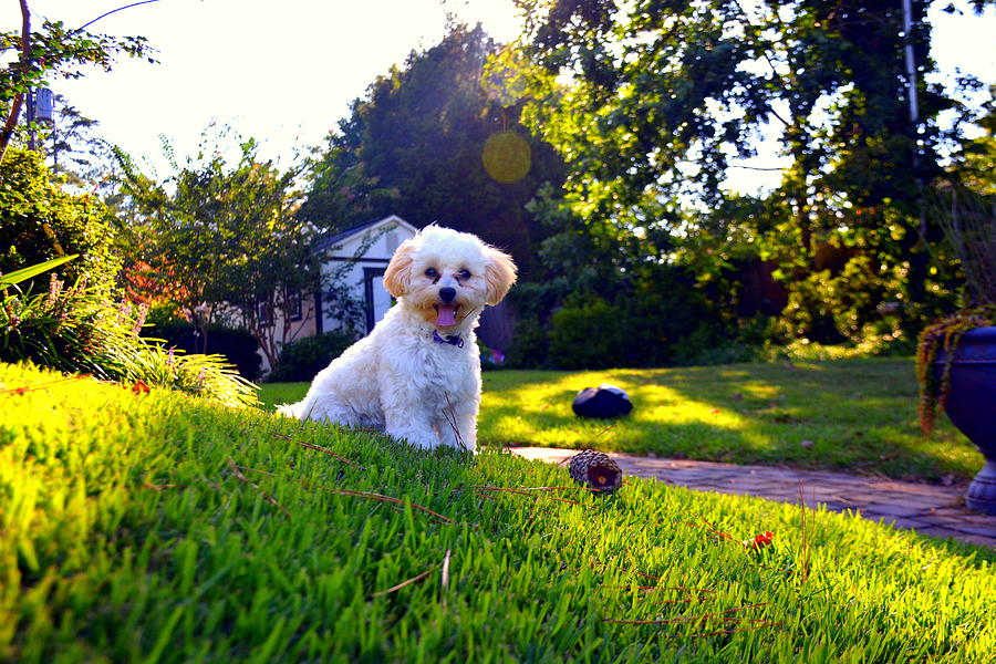 Dog Photograph - Sitting Pretty Shih-Poo by Lisa Wooten