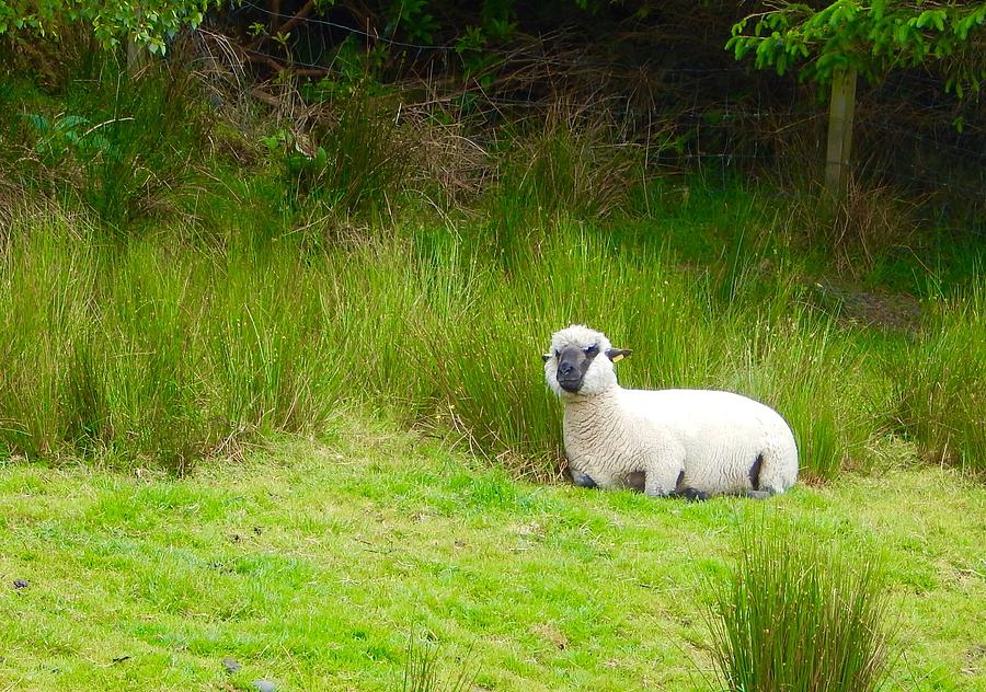 Sitting sheep Photograph by Sue Morris